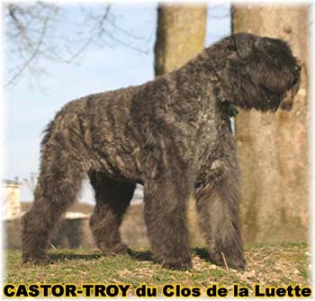 bouvier des flandres du clos de la luette - copyright d&eacute;pos&eacute;